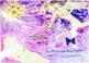 Tveir svartir sau�ir, �b�i s�ndarveruleikans og listr�n kortager� - mynd 3